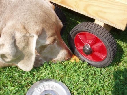 Hundeschule Aktive Schnüffelnasen, Zielobjektsuche