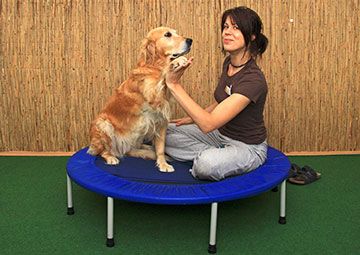 Tierphysiotherapie Magdeburg Anja Kowolik