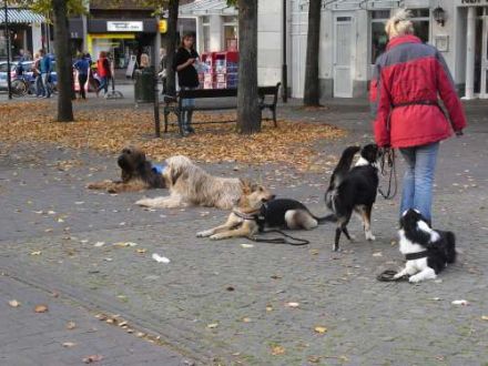 Hundeschule Britta Grunau