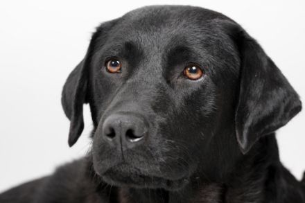 von den Auenwäldern