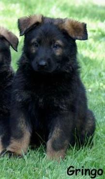 von der schwarzen Natter