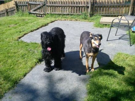 Bernd & Tinas Tierpension Hundepension Reichshof