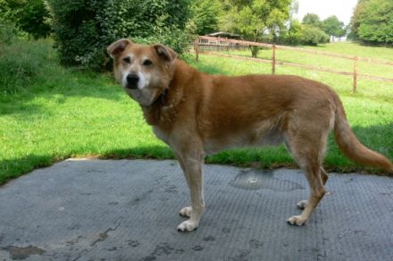 Bernd & Tinas Tierpension Hundepension Reichshof