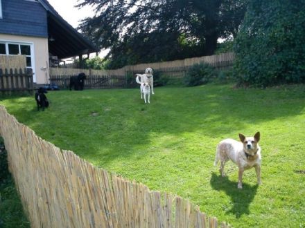 Bernd & Tinas Tierpension Hundepension Reichshof