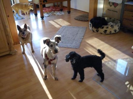 Bernd & Tinas Tierpension Hundepension Reichshof