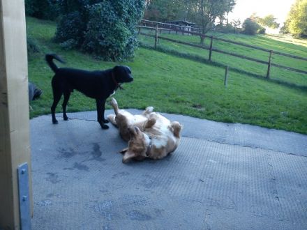 Bernd & Tinas Tierpension Hundepension Reichshof