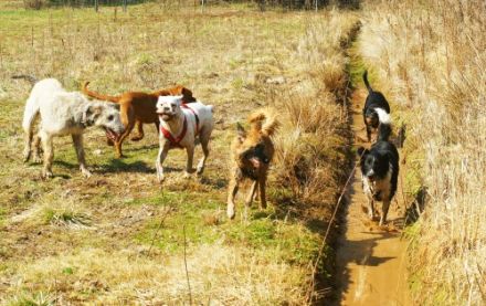 Hundeschule Karl-Kraus