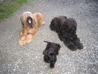 Hundeschule Dittmann