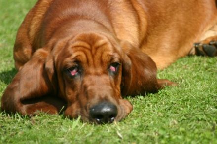 Cajus vom Mariensiel ( gen.  Lakka)