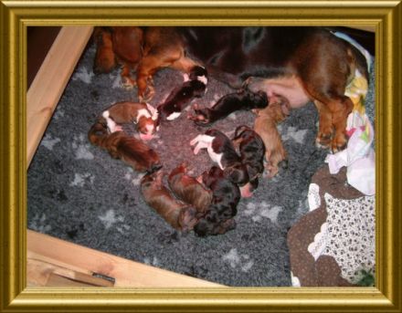 Cajus vom Mariensiel ( gen.  Lakka)