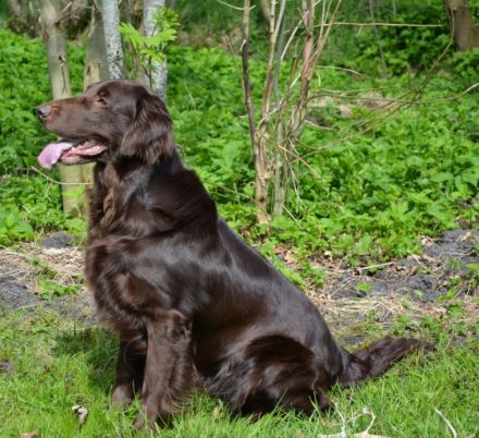 Ostfriesland Graceful Flats Brown Dancer