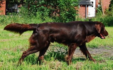Ostfriesland Graceful Flats Brown Dancer