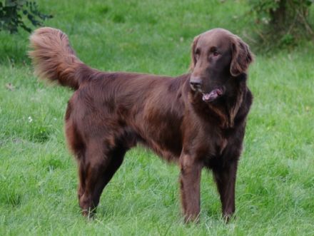 Ostfriesland Graceful Flats Brown Dancer