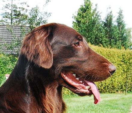 Ostfriesland Graceful Flats Brown Dancer