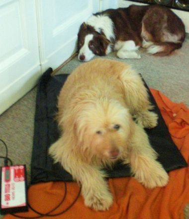 Hundephysiotherapie " Hunde-Laufwerk "  Nadine Kollek