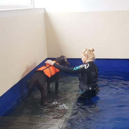 Hundephysiotherapie " Hunde-Laufwerk "  Nadine Kollek