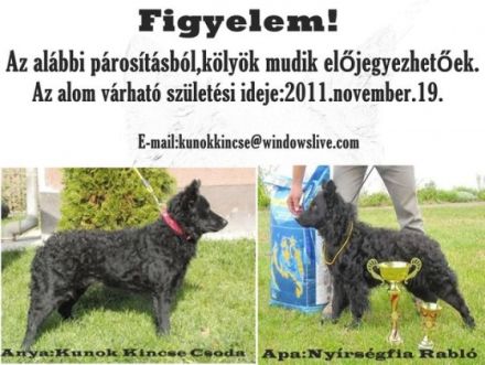 kunokkincse samfules