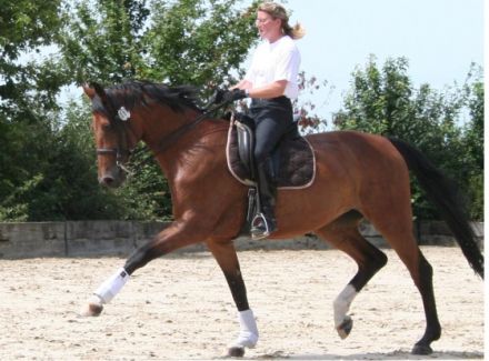 Tierphysiotherapie Höing und Hilgers