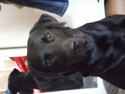 Lenz (Plato vom alten Schulhaus)