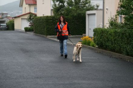 4Pfoten on Tour - Hundeschule in Schauenburg