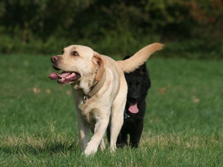 4Pfoten on Tour - Hundeschule in Schauenburg