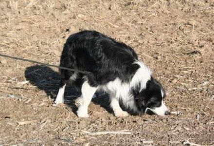 mobile Hundeschule sitz-platz-bleib