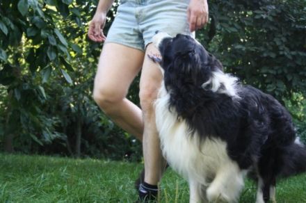 mobile Hundeschule sitz-platz-bleib