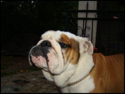 BRITISH GLADIATOR THE LAST IDOL