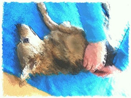 Praxis für Tierphysiotherapie Iris Stohr