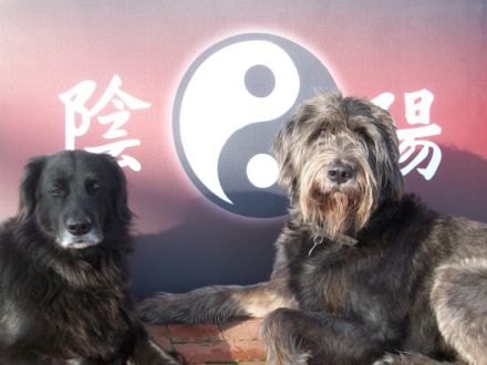 Tiernaturheilpraxis Bad Zwischenahn