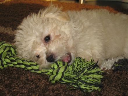 of the Cute White Stars