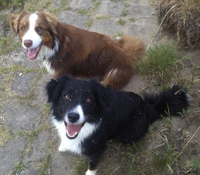 Axel Reichert - AnimalManShip