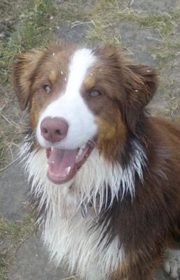 Axel Reichert - AnimalManShip