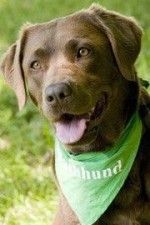 Hundeschule Daniel Münz