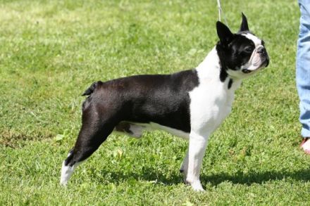 JCh.Ch.Baron z Mirove ulice