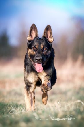 "von der Bösebrücke"