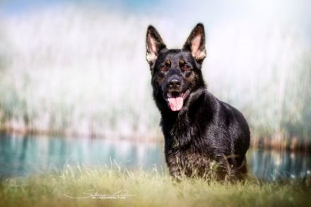 "von der Bösebrücke"