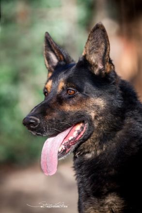 "von der Bösebrücke"