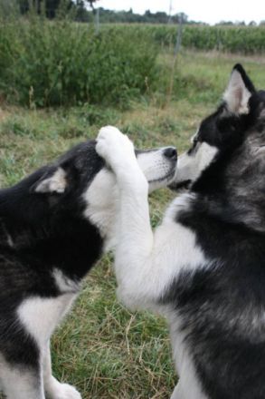 Coach für Mensch und Hund