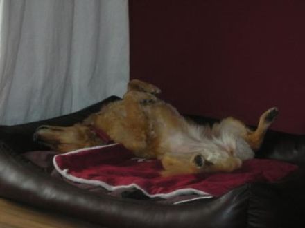 Hundebetreuung CaninCare