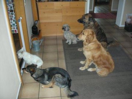 Hundebetreuung CaninCare