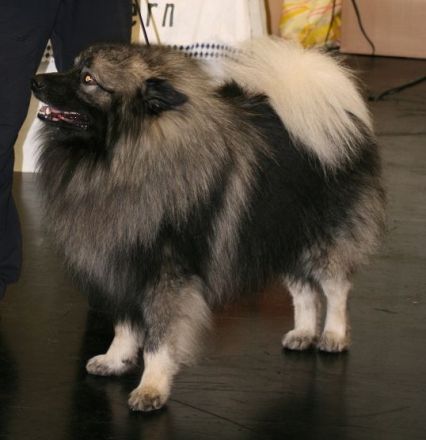 Despinas Zauberwölfe