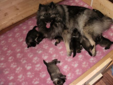 Despinas Zauberwölfe