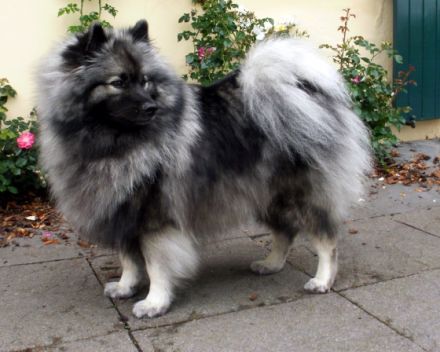 Despinas Zauberwölfe