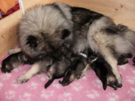 Despinas Zauberwölfe