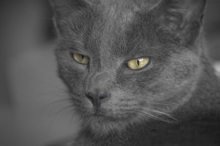 Naturheilpraxis für Haustiere