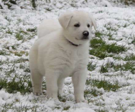 von der Nellenburgbande