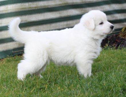 von der Nellenburgbande