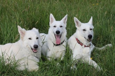 von der Nellenburgbande