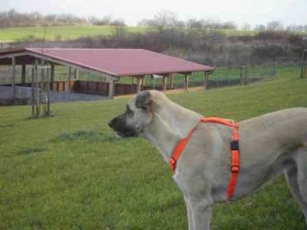 DOG-InForm / Mirjam Cordt